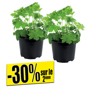 /ext/img/product/bonnes-affaires/26_07_29/500_plantes_1.jpg