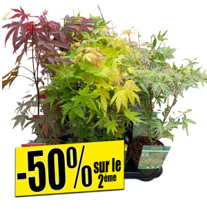 /ext/img/product/bonnes-affaires/26_08_05/500_erable_1.jpg