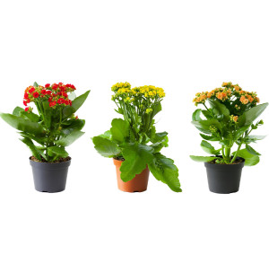 /ext/img/product/bonnes-affaires/26_08_05/500_kalanchoe_1.jpg