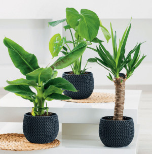 /ext/img/product/bonnes-affaires/26_08_05/500_plante_1.jpg