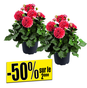 /ext/img/product/bonnes-affaires/26_08_05/500_plantes_1.jpg