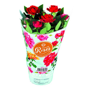 /ext/img/product/bonnes-affaires/26_08_05/500_rosier_1.jpg