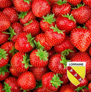 /ext/img/product/bonnes-affaires/26_08_12/200_fraises_1.jpg
