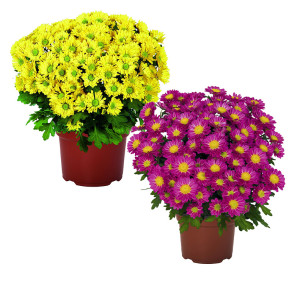 /ext/img/product/bonnes-affaires/26_08_12/500_chrysanthemes_1.jpg