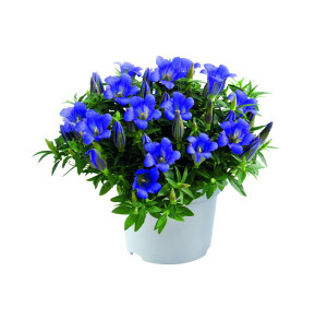 /ext/img/product/bonnes-affaires/26_08_12/500_gentiane_1.jpg
