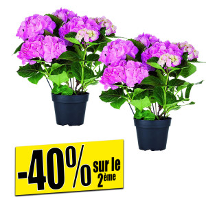 /ext/img/product/bonnes-affaires/26_08_12/500_hortensias_1.jpg