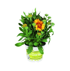 /ext/img/product/bonnes-affaires/26_08_12/500_plantes_1.jpg