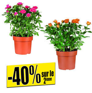 /ext/img/product/bonnes-affaires/26_08_12/500_rosier_1.jpg