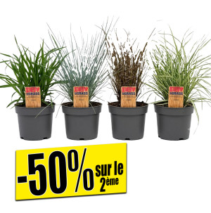 /ext/img/product/bonnes-affaires/26_08_19/500_graminees_1.jpg