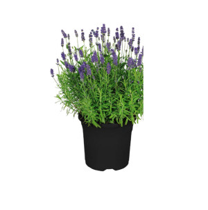 /ext/img/product/bonnes-affaires/26_08_19/500_lavande_1.jpg