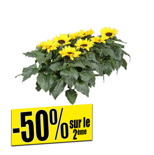/ext/img/product/bonnes-affaires/26_08_19/500_tournesol_1.jpg