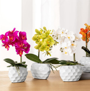 /ext/img/product/bonnes-affaires/26_08_24/100_orchidee_1.jpg