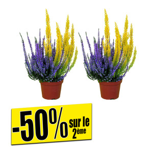/ext/img/product/bonnes-affaires/26_08_26/500_callunas_1.jpg
