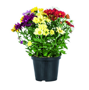 /ext/img/product/bonnes-affaires/26_08_26/500_chrysantheme_1.jpg