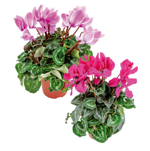 /ext/img/product/bonnes-affaires/26_08_26/500_cyclamen_1.jpg