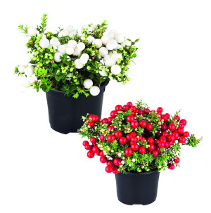 /ext/img/product/bonnes-affaires/26_08_26/500_pernettya_1.jpg
