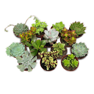 /ext/img/product/bonnes-affaires/26_08_26/500_plante_1.jpg