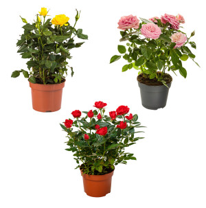/ext/img/product/bonnes-affaires/26_08_26/500_rosier_1.jpg