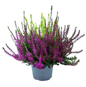 /ext/img/product/bonnes-affaires/26_09_02/500_calluna_1.jpg