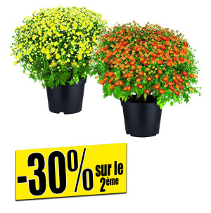 /ext/img/product/bonnes-affaires/26_09_02/500_chrysantheme_1.jpg