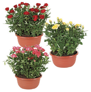 /ext/img/product/bonnes-affaires/26_09_02/500_rosiers_1.jpg