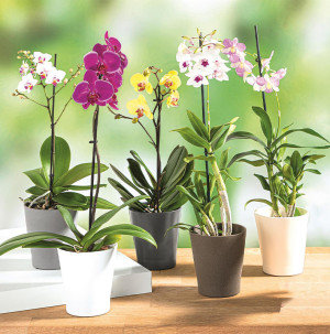 /ext/img/product/bonnes-affaires/26_09_09/500_assortiment_1.jpg