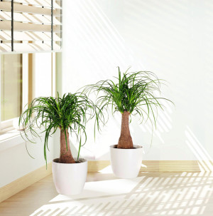/ext/img/product/bonnes-affaires/26_09_09/500_beaucarnea_1.jpg