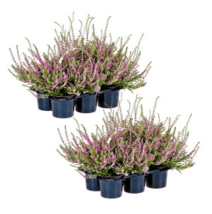 /ext/img/product/bonnes-affaires/26_09_09/500_callunas_1.jpg