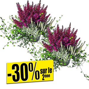 /ext/img/product/bonnes-affaires/26_09_09/500_plantes1_1.jpg