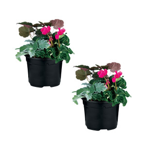 /ext/img/product/bonnes-affaires/26_09_09/500_plantes2_1.jpg