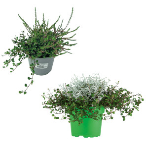 /ext/img/product/bonnes-affaires/26_09_09/500_plantes_1.jpg