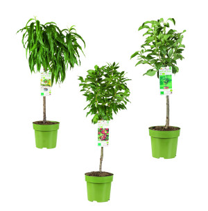 /ext/img/product/bonnes-affaires/26_09_16/500_arbustes_1.jpg