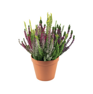 /ext/img/product/bonnes-affaires/26_09_16/500_callunas_1.jpg