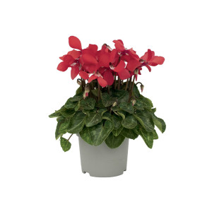/ext/img/product/bonnes-affaires/26_09_16/500_cyclamen1_1.jpg