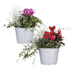 /ext/img/product/bonnes-affaires/26_09_16/500_cyclamen_1.jpg