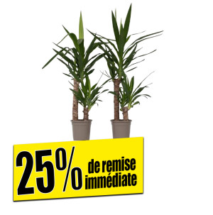 /ext/img/product/bonnes-affaires/26_09_16/500_yucca_1.jpg