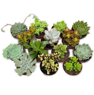 /ext/img/product/bonnes-affaires/26_09_23/500_assortiment1_1.jpg