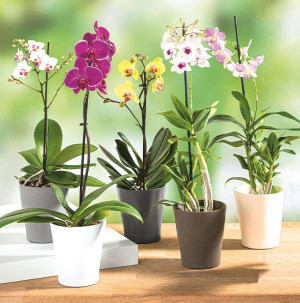 /ext/img/product/bonnes-affaires/26_09_23/500_assortiment_1.jpg