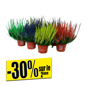 /ext/img/product/bonnes-affaires/26_09_23/500_callunas_1.jpg