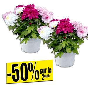 /ext/img/product/bonnes-affaires/26_09_23/500_chrysantheme_1.jpg