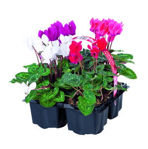 /ext/img/product/bonnes-affaires/26_09_23/500_cyclamen_1.jpg