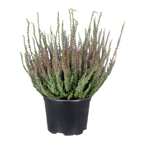 /ext/img/product/bonnes-affaires/26_09_30/500_callunas1_1.jpg