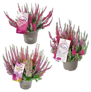 /ext/img/product/bonnes-affaires/26_09_30/500_callunas2_1.jpg