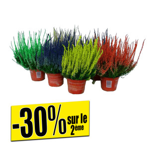 /ext/img/product/bonnes-affaires/26_09_30/500_callunas_1.jpg