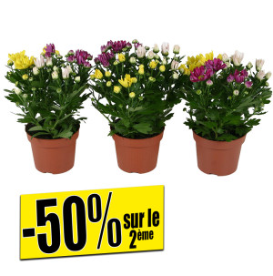 /ext/img/product/bonnes-affaires/26_09_30/500_chrysanthemes_1.jpg