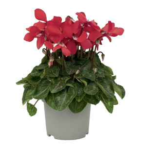 /ext/img/product/bonnes-affaires/26_09_30/500_cyclamen_1.jpg