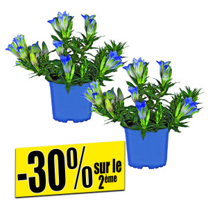 /ext/img/product/bonnes-affaires/26_09_30/500_gentiane_1.jpg