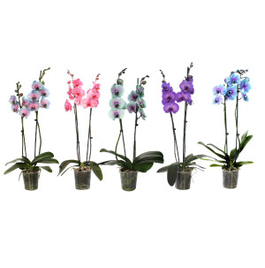 /ext/img/product/bonnes-affaires/26_09_30/500_orchidee_1.jpg