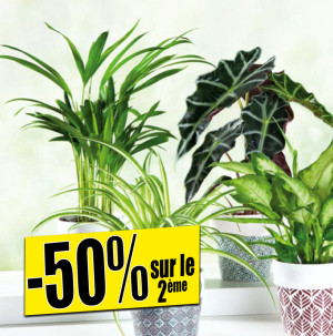 /ext/img/product/bonnes-affaires/26_09_30/500_plante_1.jpg