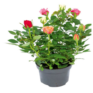 /ext/img/product/bonnes-affaires/26_09_30/500_rosier_1.jpg